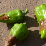 Gniloba paprike u stakleniku od polikarbonata: uzroci, mjere kontrole